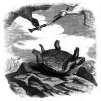 La Tortue et les deux Canards