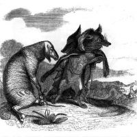 Le Loup et le Renard